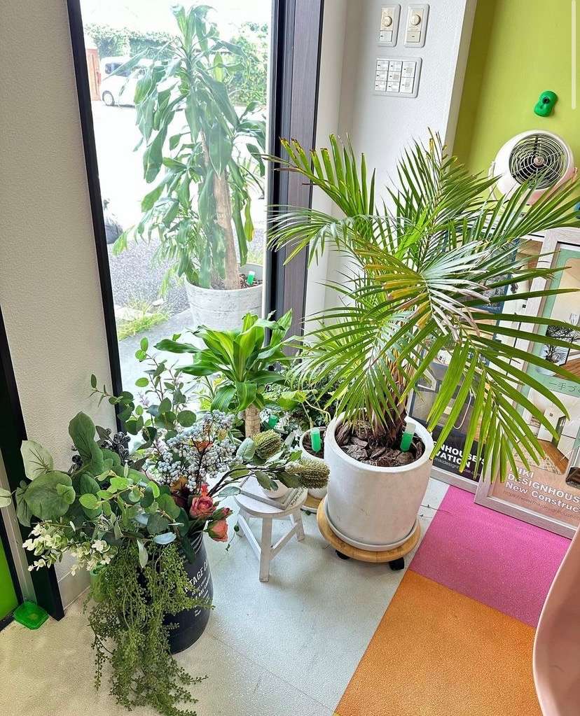 【事務所の玄関の植物たちです🪴】宮崎市で新築・リノベーション| mikiデザインハウス